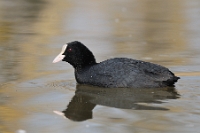 Folaga (Fulica atra)